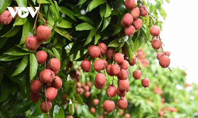 Les litchis sont plantés dans quelles régions au Vietnam?