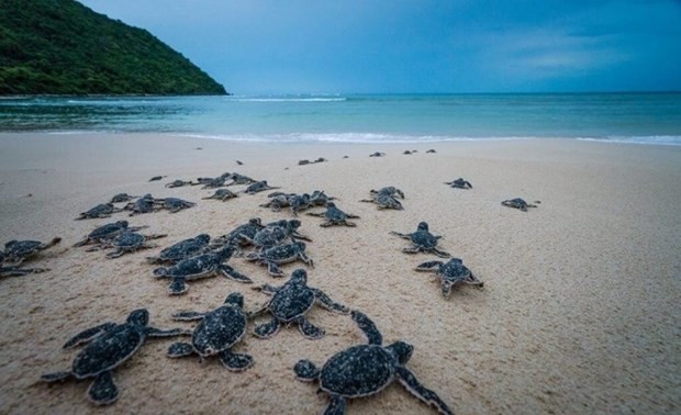 Short film urges for sea turtles protection