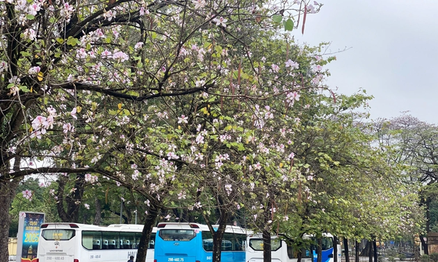 Bauhinia in full-bloom in Hanoi