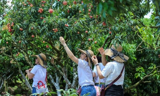 Renowned Luc Ngan lychees to take center stage in summer tourism program