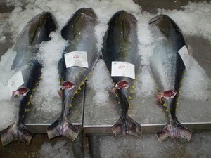 Lokakarya tentang pengelolaan ikan tuna Vietnam.