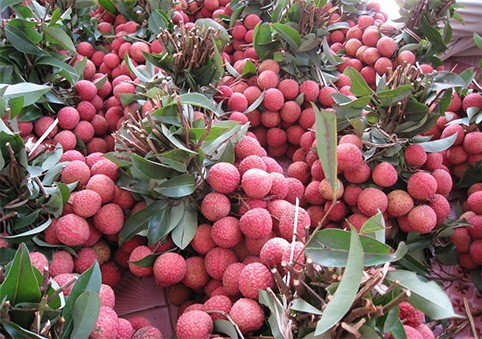 Siap bagi festival buah-buahan yang pertama di Vietnam Utara