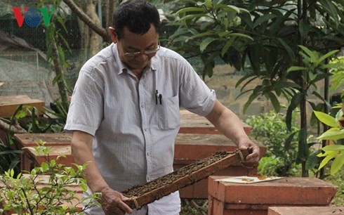 Menjinakkan kawanan tawon, petani tua Provinsi Son La mencapai pendapatan  miliaran VND per tahun