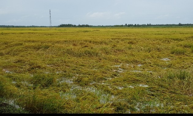 Efektivitas Penanaman Padi di Sawah Percontohan Besar di Kecamatan Phu Can, Provinsi Tra Vinh