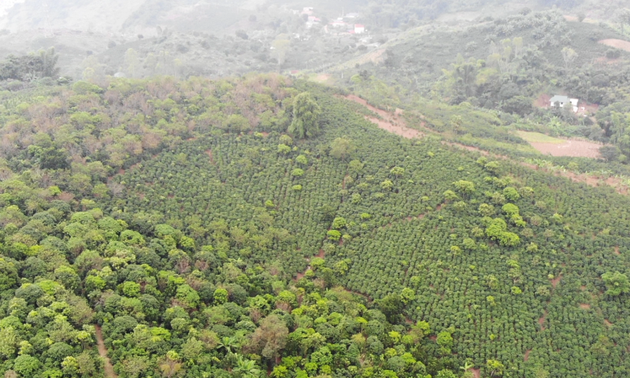 Tingkatkan Citra Merek  Kopi Son La