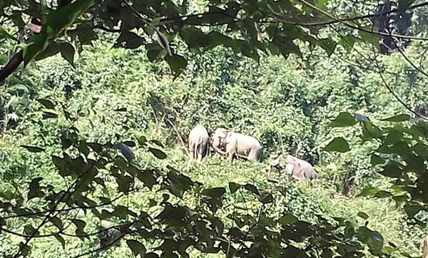 Bemühung zum Schutz von Wildtieren in Vietnam