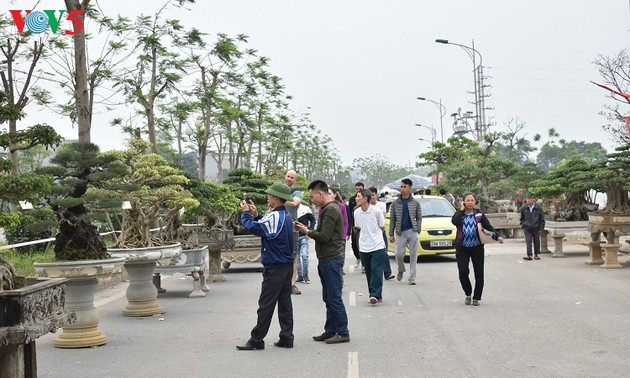 Exponen plantas y objetos ornamentales en Vietnam