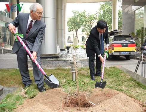 La Voz de Vietnam recibe 100 árboles de cerezo japonés 