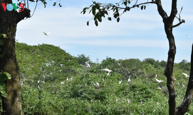 Parque de cigüeñas de Bang Lang ofrece especialidad turística del sur de Vietnam