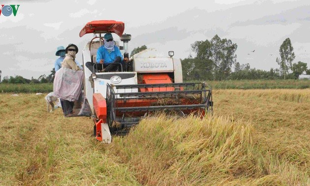 Delta del río Mekong empeñado en garantizar la seguridad alimentaria