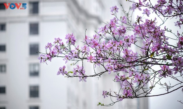 La flor de bauhinia florece temprano en Hanói