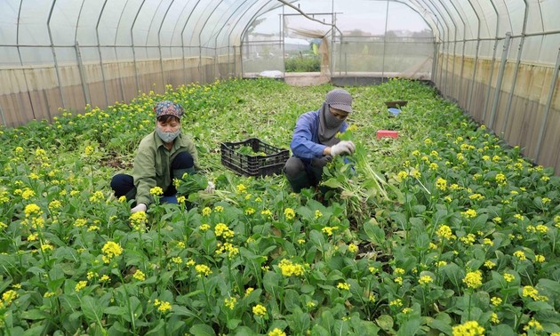 Aumenta la exportación de frutas y hortalizas de Vietnam 