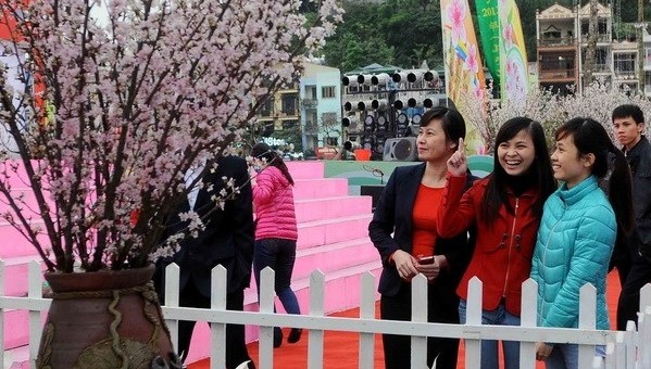 クアンニン省、桜祭りを恒例化