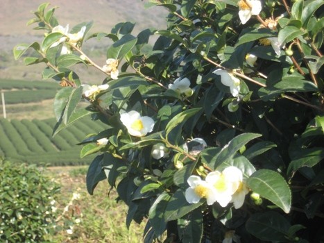 私が見たモクチャウ（２）