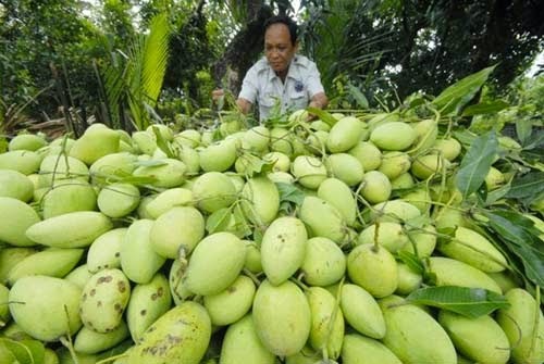 日本、ドンナイ省のマンゴーを輸入