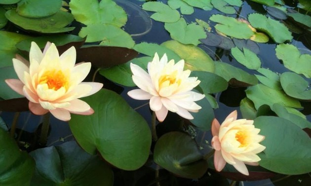 月や花、穏やかな風景を歌った歌