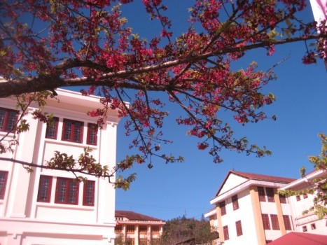 HCM政治学院で桜の植樹