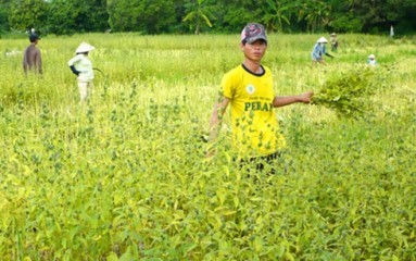 節水のための転作