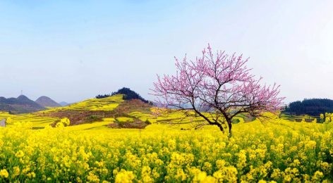 春にちなんだ歌