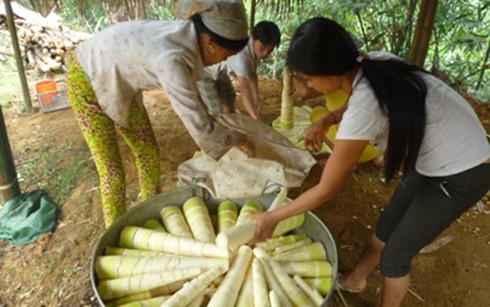 効果的なサプライ・チェーン向けの農業生産協同組合と企業による連携モデル