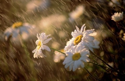 雨をテーマにした歌