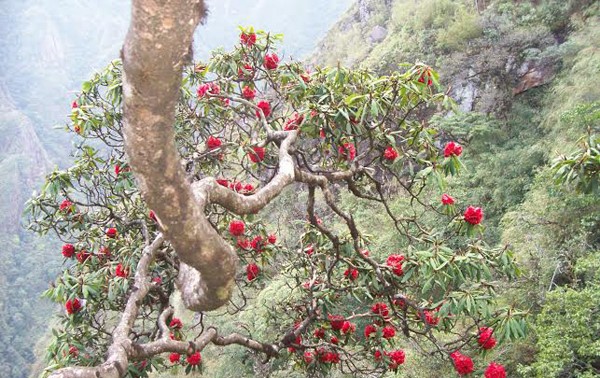 ホアンリェンソン国立公園のシャクナゲ