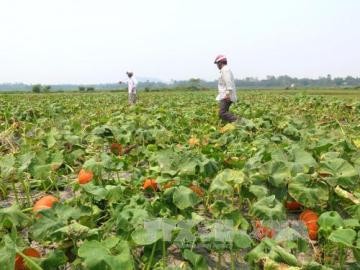 日本政府　ベトナムの記録的干ばつや塩害に250万ドル無償援助