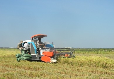 クァンビン省における大規模な田んぼ作り