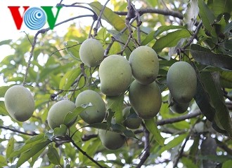 イエンチャウ種の丸マンゴー商号の保存と発展