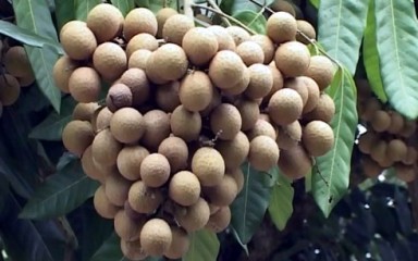 クリーン農業に励むドンタップ省の農民