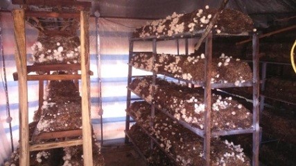 フクロタケ栽培で富むドンタップ省農民たち