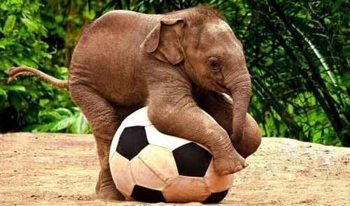 子ども向け親しい動物にちなんだ歌