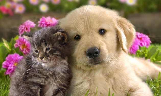 可愛いペットを歌った歌