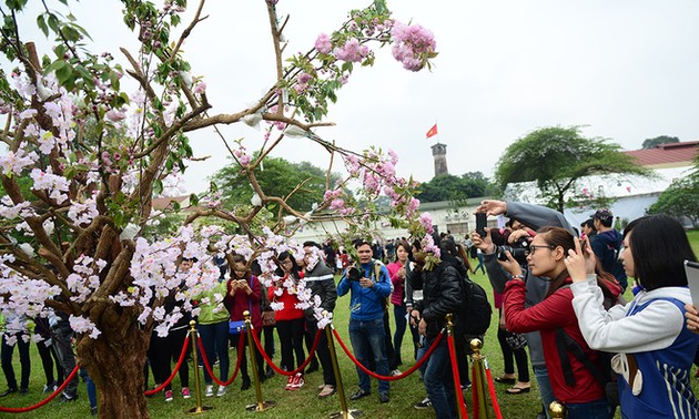 ハノイの桜祭り 3月下旬に開催