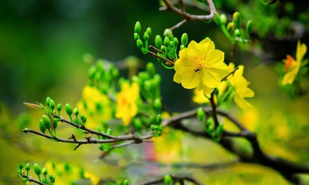 ベトナムのお正月にちなんだ歌