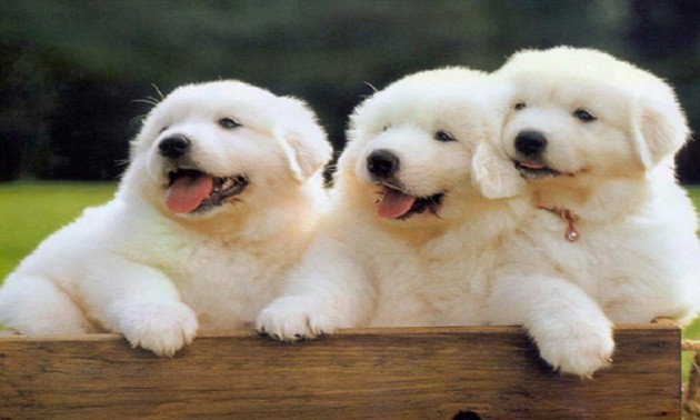 犬に関係した歌