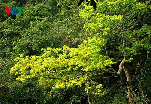 3月下旬に、「イェントゥ・桜・梅祭り」開催