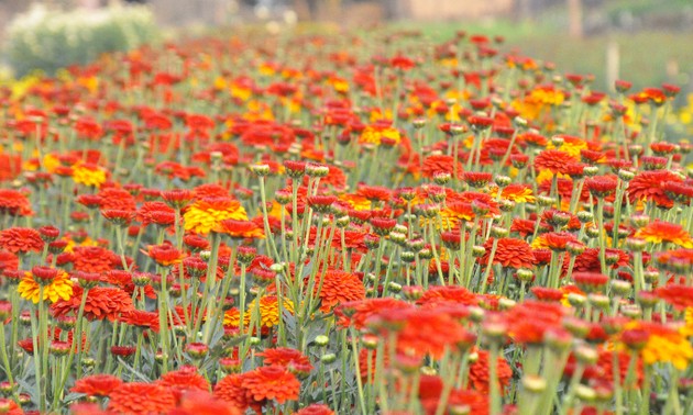 花の栽培と観光サービスを両立させるフーバン花村