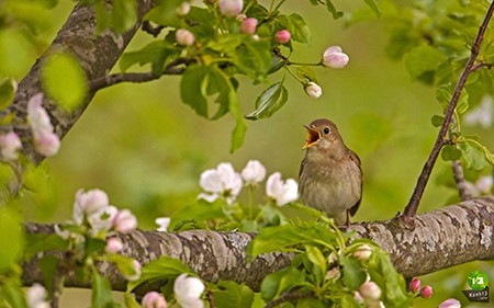 鳥の鳴き声が出てくるベトナム戦争中の歌