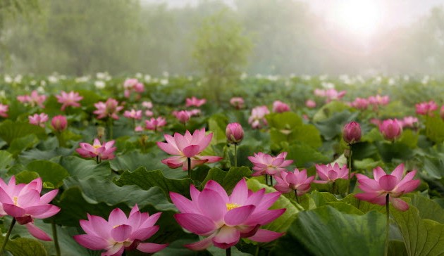 ベトナムの花をテーマにした曲