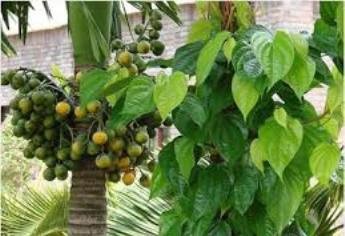 リスナーと共におしゃべりタイム (8月15日)