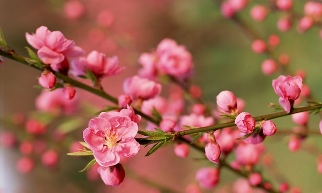 桃の花にちなんだ歌