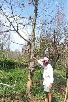 塩害対策に向けた農業発展方策