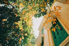 ハノイの秋の美しさにちなんだ歌