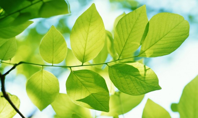 ベトナムのさわやかな心地の良い曲