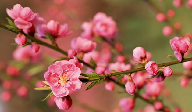 テトの雰囲気が残る春にちなんだ伝統的メロディ