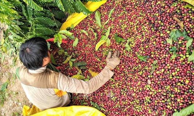 日本 ベトナム産コーヒーの輸入を強化
