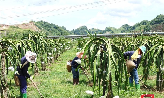 農産物に生産園地番号の登録を行うソンラ省の農民