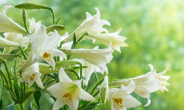 4月の美しさにちなんだ歌