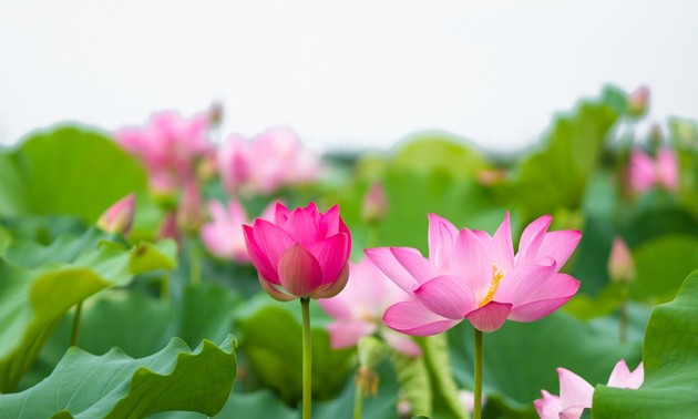 ロータスの花の歌